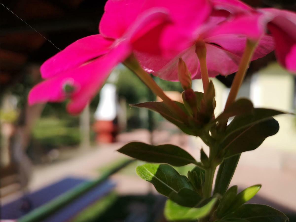 Apartman Kaszás Garden Mosonmagyaróvár Esterno foto